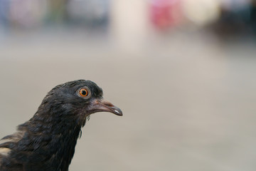 Portrait of a sick pigeon on a city street. The theme of animal care, virus protection and social issues.