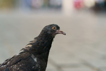 Portrait of a sick pigeon on a city street. The theme of animal care, virus protection and social issues.