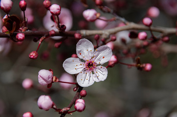 cherry blossom