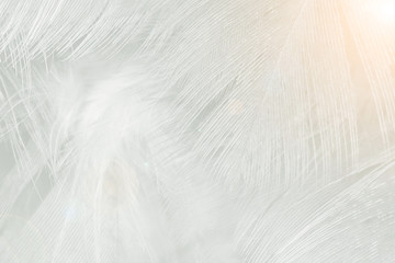 Beautiful white feather pattern texture background with Orange light flare