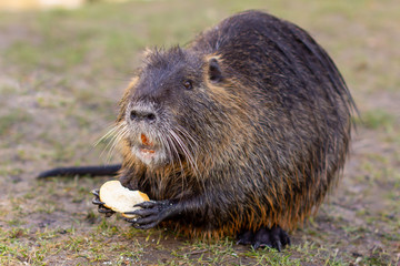 Nutria, Myocastor coypus or river rat the wild near the river