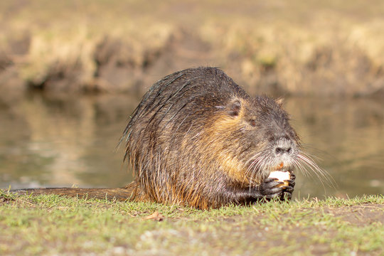 Nutria, Myocastor coypus or river rat the wild near the river