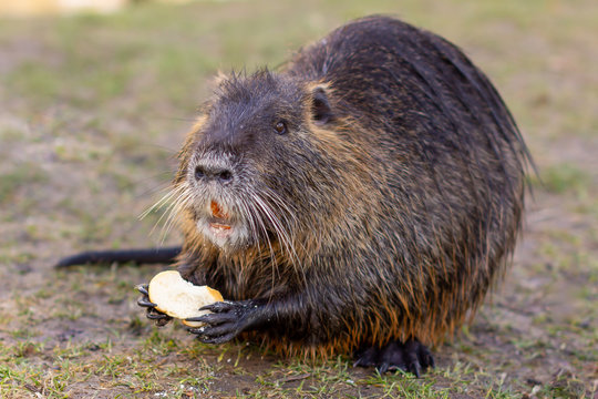 Nutria, Myocastor coypus or river rat the wild near the river