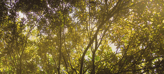 The trees and the dun