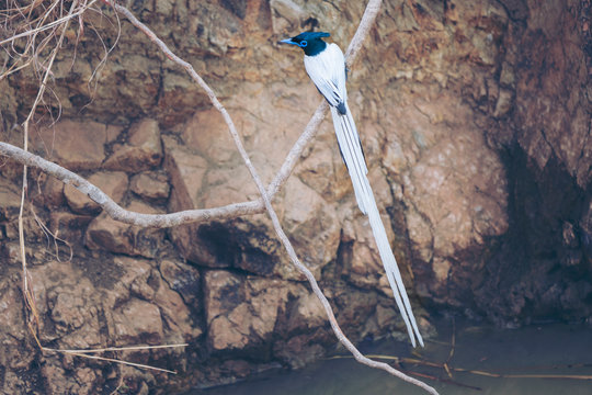 Asian Paradise Flycatcher Male in Breeding Plumage
