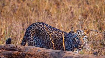 Leopard in Nagzira National Parl