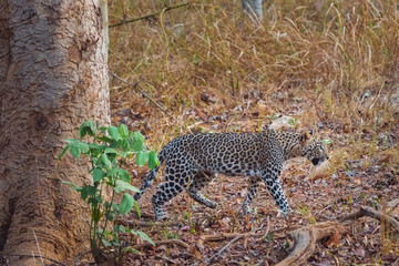 Leopard in Nagzira National Parl
