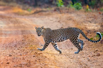  Leopard in Nagzira National Parl © Revati