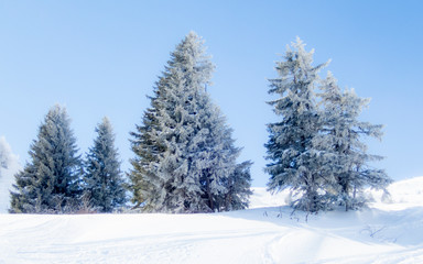 Snow and ice covered trees in a sunny morning in the Alps