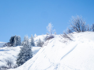 Snow and ice covered trees in a sunny morning in the Alps
