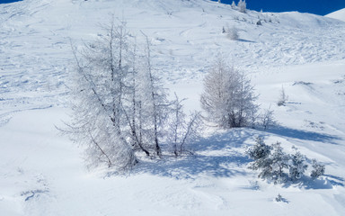 Fototapeta na wymiar Snow and ice covered trees in a sunny morning in the Alps
