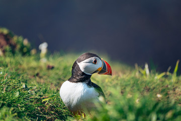 Atlantic puffin Roosting or sitting outside a burrow on Lunga in the Treshnish Isles, Outer Hebrides, Scotland