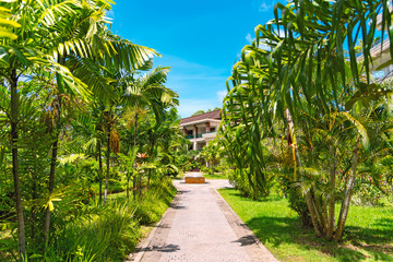 Obraz premium Tropical alley with green palm trees at summer vacation resort.