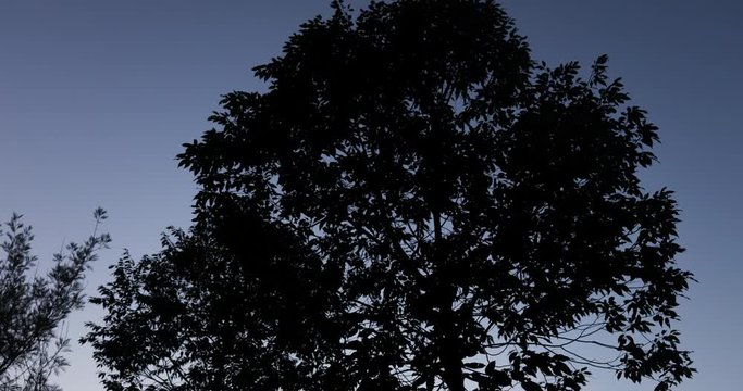 a time lapse of a tree in the rising sun. The leaves blowing in the wind. A sunrise time lapse of a deciduous tree in summer time in the back yard. Tree in front of a blue sky with some white clouds. 