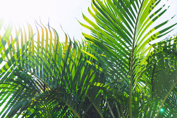 Foliage of palm trees at sunny day