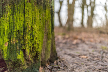 Moosbewachsener Baumstumpf