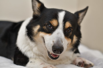 No.216撮影者の飼い犬の黒コーギーベットの上で笑顔