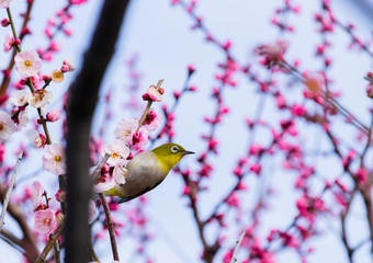 梅の花とメジロ。日本の春の情景