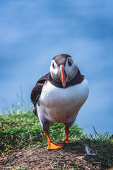 Atlantic puffin looking at the camera 
