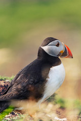 Atlantic puffin profile in the Treshnish Isles Scotland 