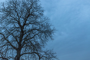 Kahler Baum an einem Wintermorgen