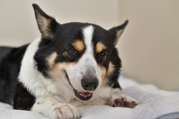 No.223撮影者の飼い犬の黒コーギーベットの上で