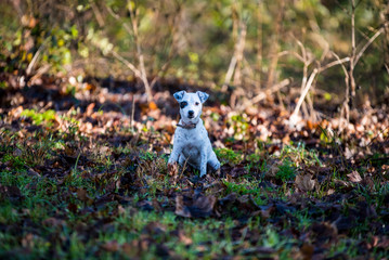 Petit chiot dans les feuilles mortes
