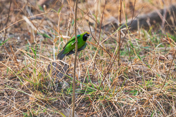 Jerdon's Leafbird on a blade of grass in Nagzira Tiger Reserve, Maharashtra, India in the summer