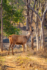 Naklejka na ściany i meble Female Sambar Deer seen on Safari in Satpura Tiger Reserve, Madhya Pradesh, India