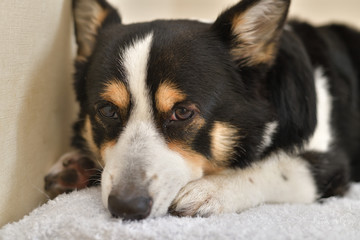 No.227撮影者の飼い犬の黒コーギー