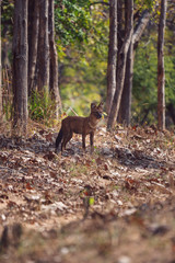 Fototapeta na wymiar Indian Dhole or Wild Dog standing alert in Satpura Tiger Reserve, Madhya Pradesh, India