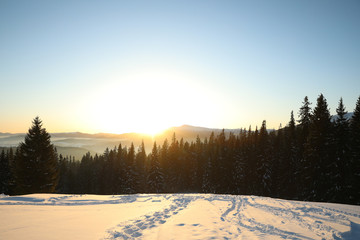 Fototapeta na wymiar Picturesque view of conifer forest covered with snow at sunset