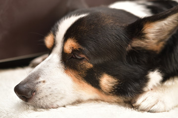No.235撮影者の飼い犬の黒コーギー
