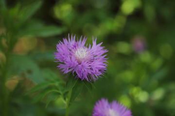 Blurred natural background. Blurred Tender lilac wild flower on a green meadow background. Beautiful green backdrop with flowers. Horizontal, close-up, free space, blur. Concept of natural beauty.
