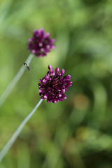 Blurred natural background. Blurred violet field flower on a green meadow background. Beautiful green backdrop with flowers. Horizontal, close-up, free space, blur. Concept of natural beauty.