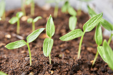 homemade seedlings. young seedlings of pepper.