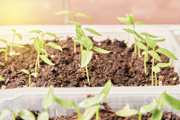 homemade seedlings. young seedlings of pepper.