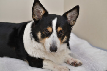 No.244撮影者の飼い犬の黒コーギー