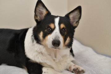 No.247撮影者の飼い犬の黒コーギー