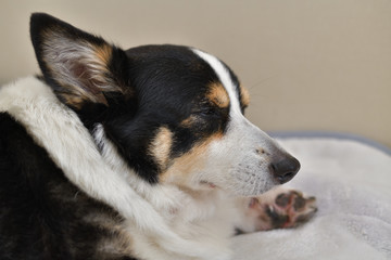 No.252撮影者の飼い犬の黒コーギー