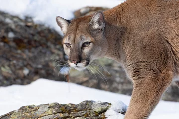 Fototapete Rund Puma oder Berglöwe (Puma concolor) auf der Pirsch auf dem Rocky Mountain im Winterschnee in den USA © Jim Cumming