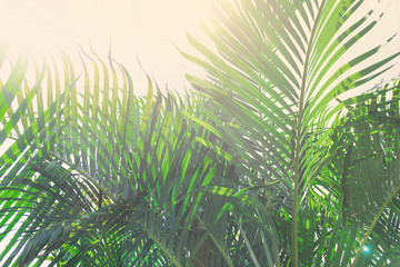Foliage of palm trees at sunny day