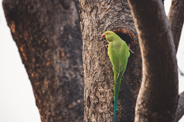 Rose Ringed Parakeet Nesting Behaviour on a tree trunk hole in Panna Tiger Reserve