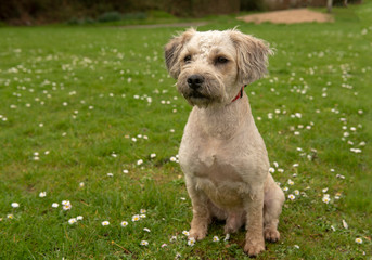 Mixed breed terrier puppy sitting on green grass