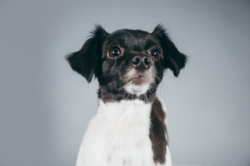 Cute and funny adopted mix-breed dog posing for the camera in a studio