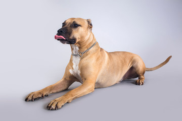 Cute and funny brown american pitbull dog posing for the camera in a studio