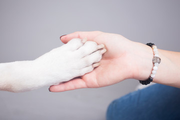 Dog paw and human hand together. Best friend concept. 