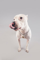 Cute and funny Argentinian dog posing for the camera in a studio