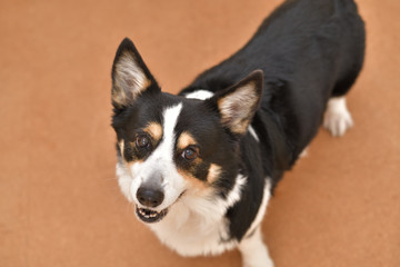 No.269撮影者の飼い犬の黒コーギー