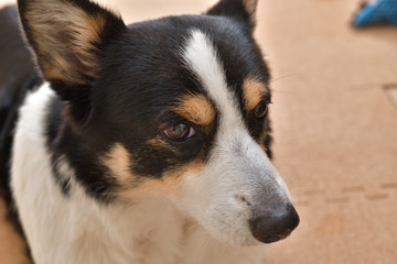 No.272撮影者の飼い犬の黒コーギー